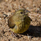 Serin totta