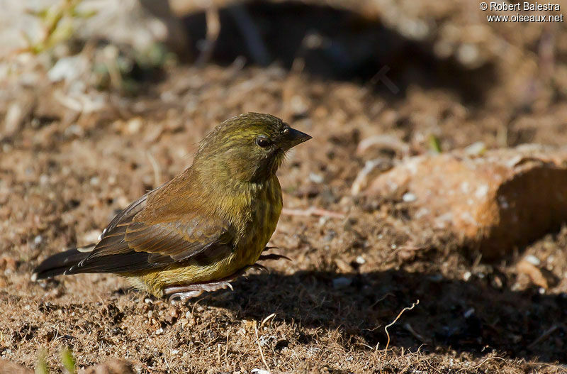 Serin totta mâle adulte