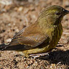 Serin totta