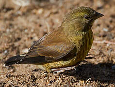 Cape Siskin