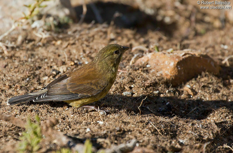 Cape Siskin male adult