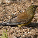 Serin totta