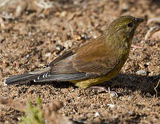 Cape Siskin