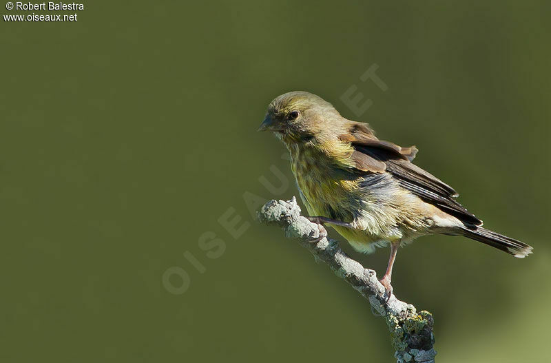 Serin totta mâle adulte