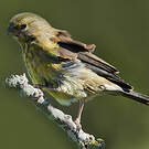 Serin totta