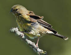 Cape Siskin