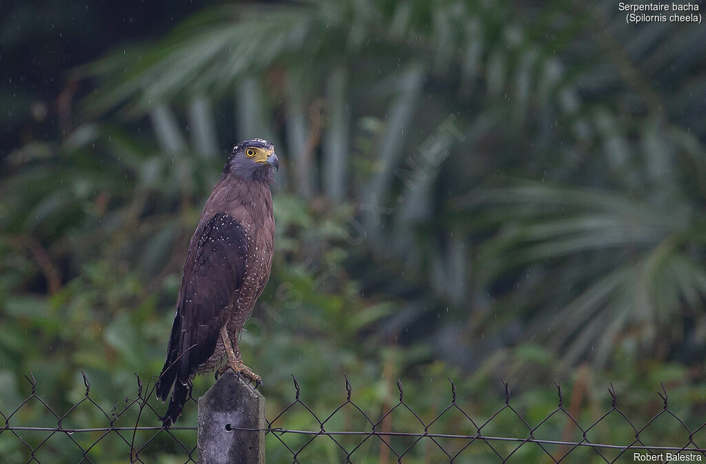 Crested Serpent Eagle