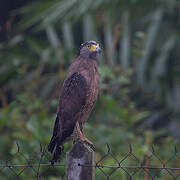 Crested Serpent Eagle