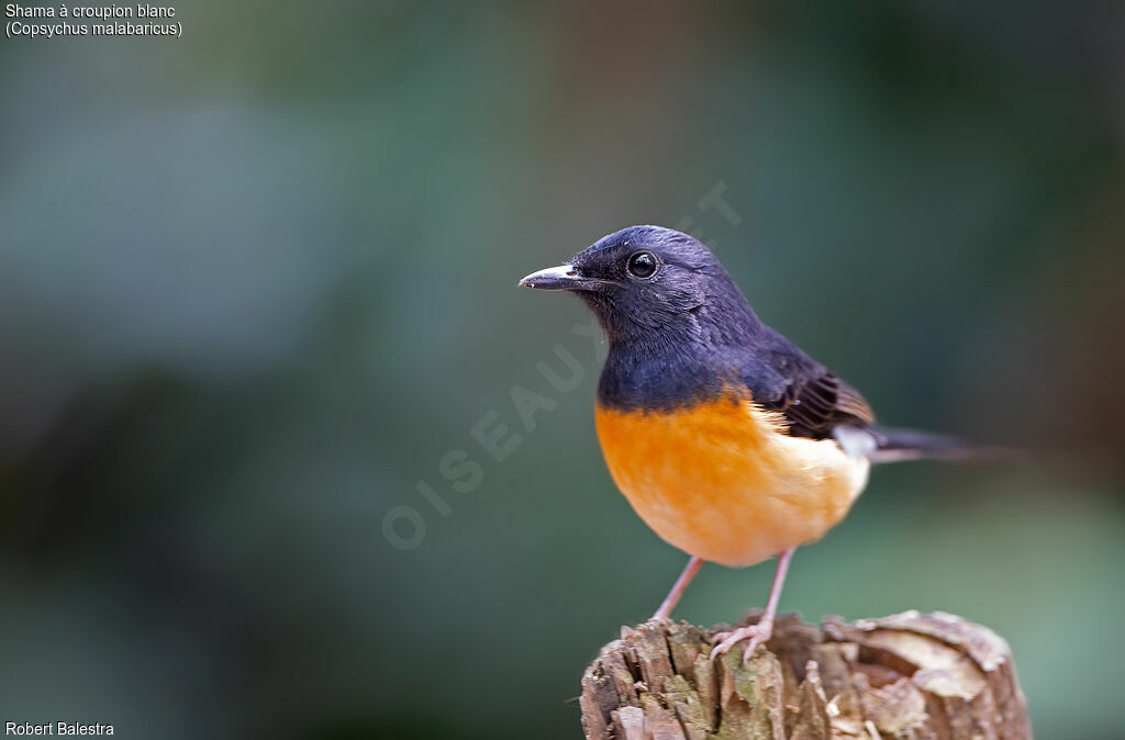 White-rumped Shama