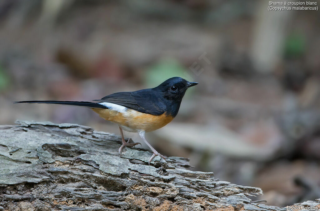 White-rumped Shama