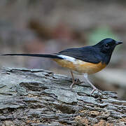 White-rumped Shama