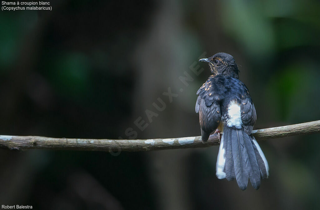 White-rumped Shamajuvenile