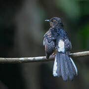 White-rumped Shama