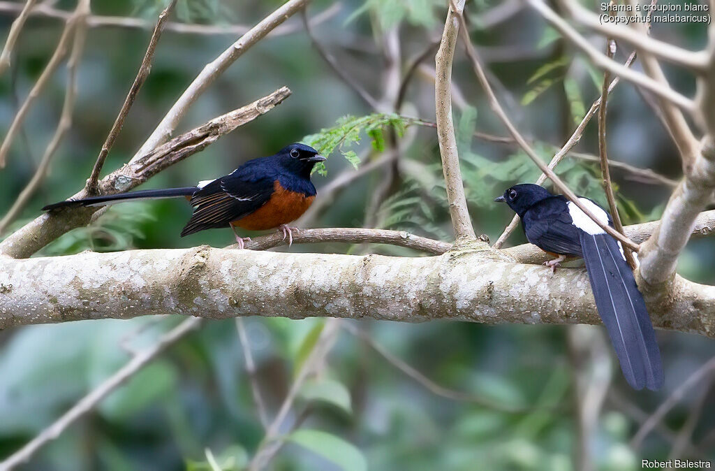 White-rumped Shamaadult