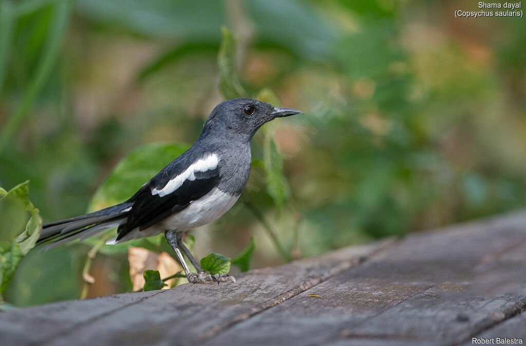 Oriental Magpie-Robin female