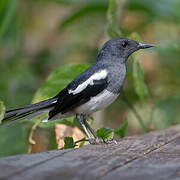 Oriental Magpie-Robin