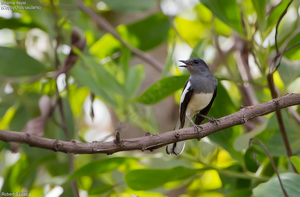 Oriental Magpie-Robin female