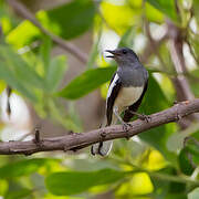 Oriental Magpie-Robin