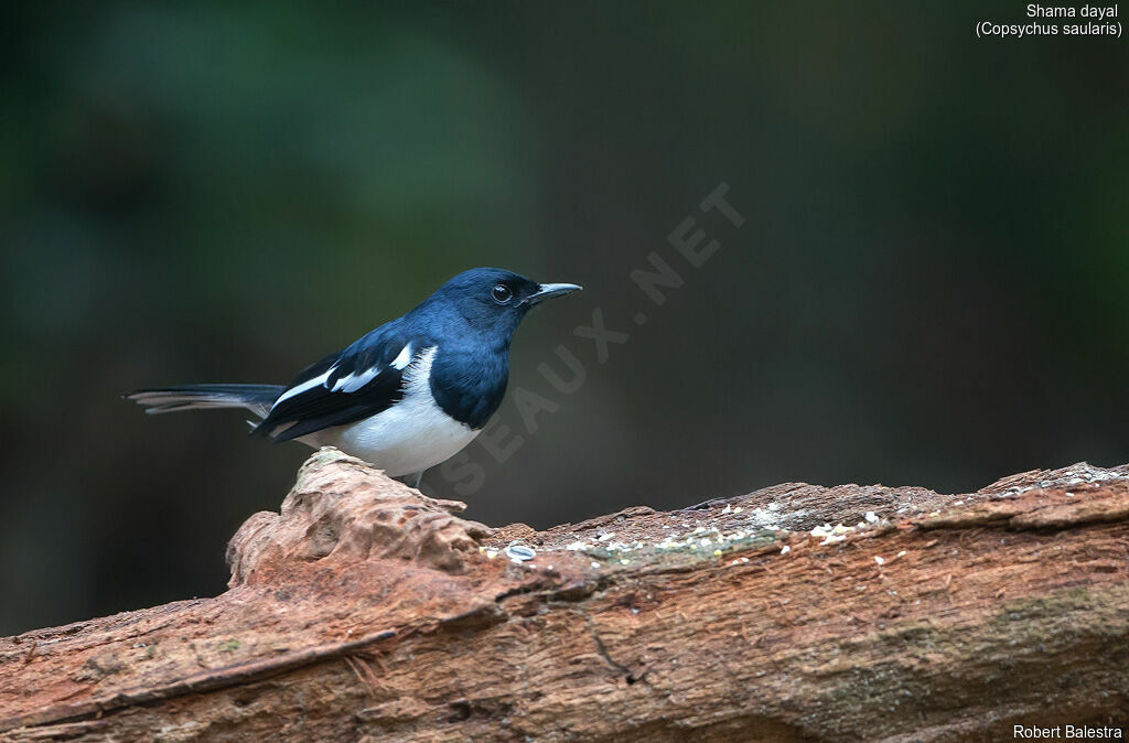 Oriental Magpie-Robin male