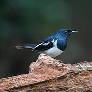 Oriental Magpie-Robin