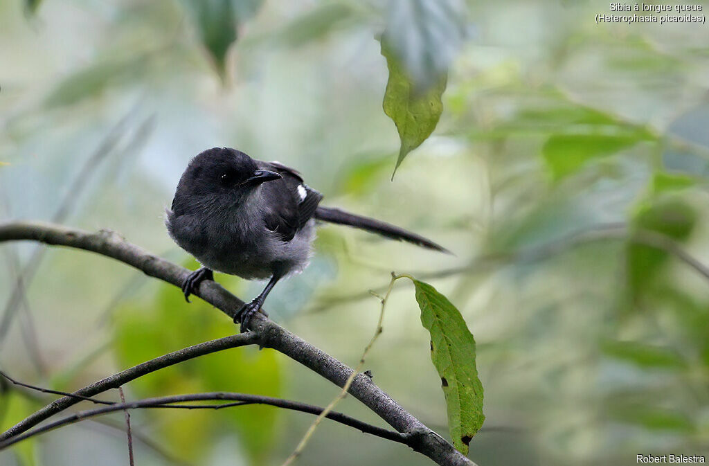 Long-tailed Sibia