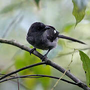 Long-tailed Sibia