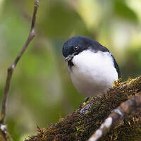 Sibia à tête noire