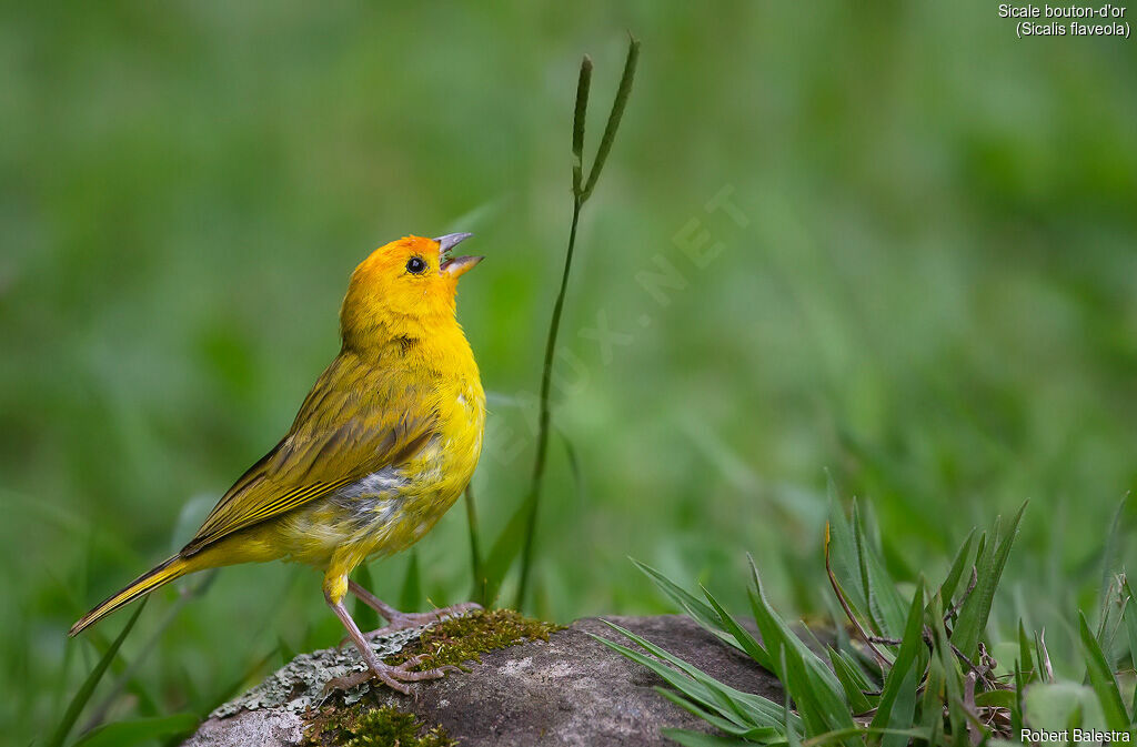 Saffron Finch