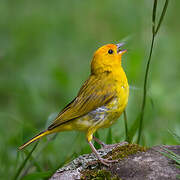 Saffron Finch