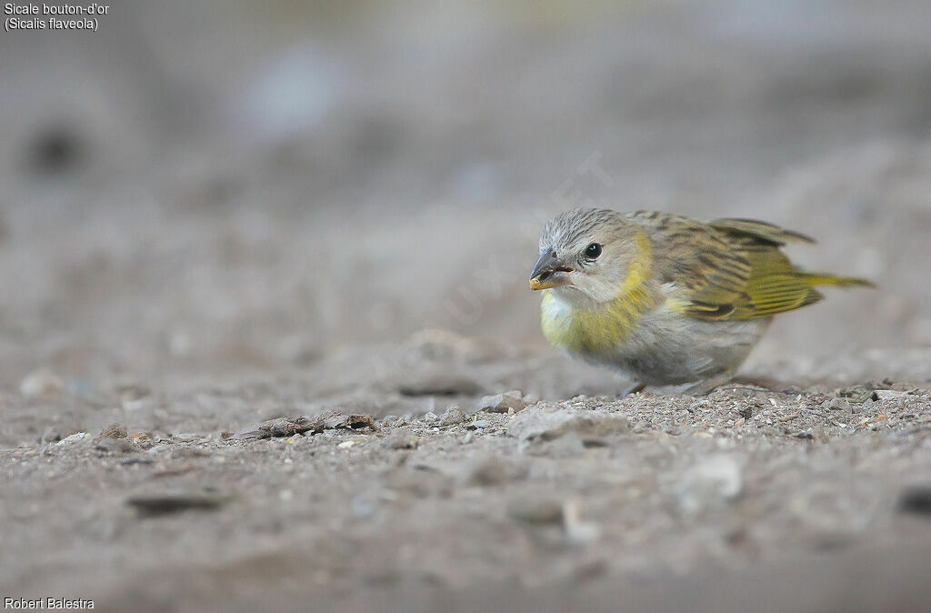 Saffron Finchjuvenile