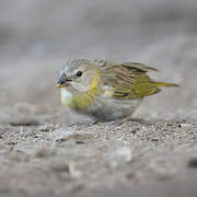 Saffron Finch