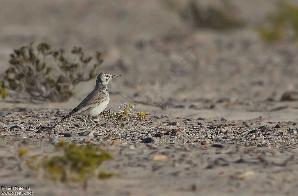 Greater Hoopoe-Larkadult, habitat