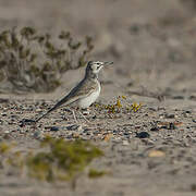 Greater Hoopoe-Lark