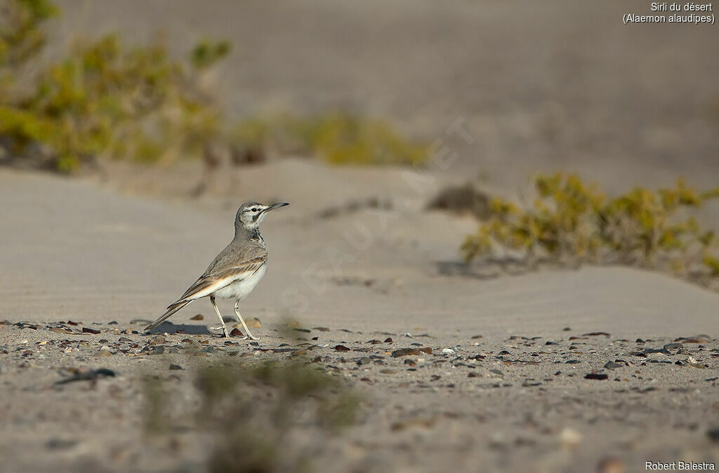 Greater Hoopoe-Lark