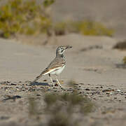 Greater Hoopoe-Lark