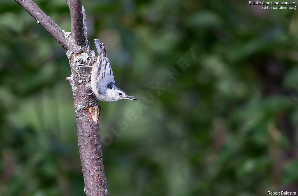 White-breasted Nuthatch