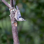 White-breasted Nuthatch