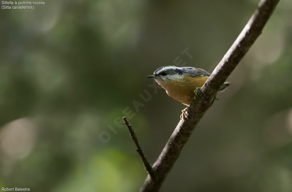 Red-breasted Nuthatch