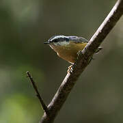 Red-breasted Nuthatch