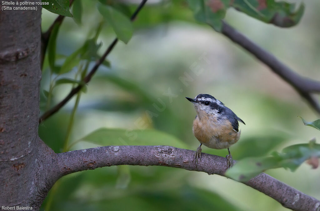 Red-breasted Nuthatch