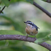 Red-breasted Nuthatch