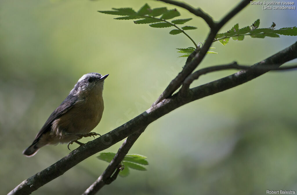 Red-breasted Nuthatch