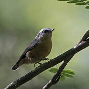 Red-breasted Nuthatch