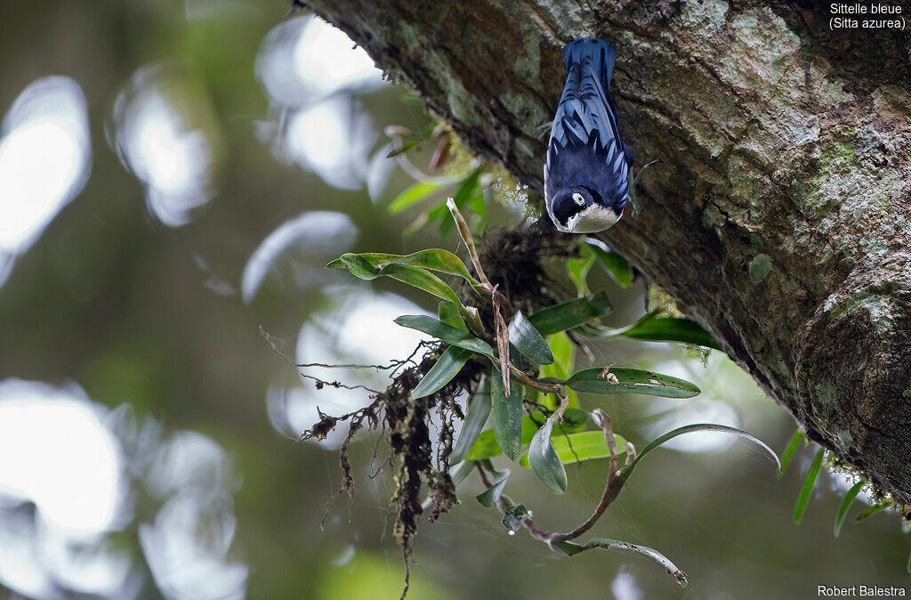 Blue Nuthatch