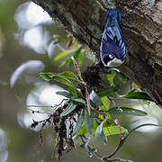 Blue Nuthatch