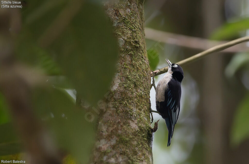 Blue Nuthatch