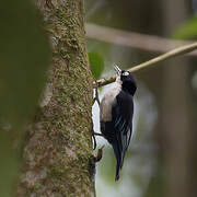 Blue Nuthatch