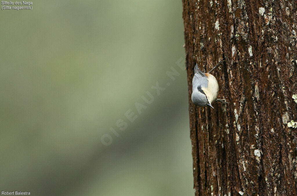 Chestnut-vented Nuthatch