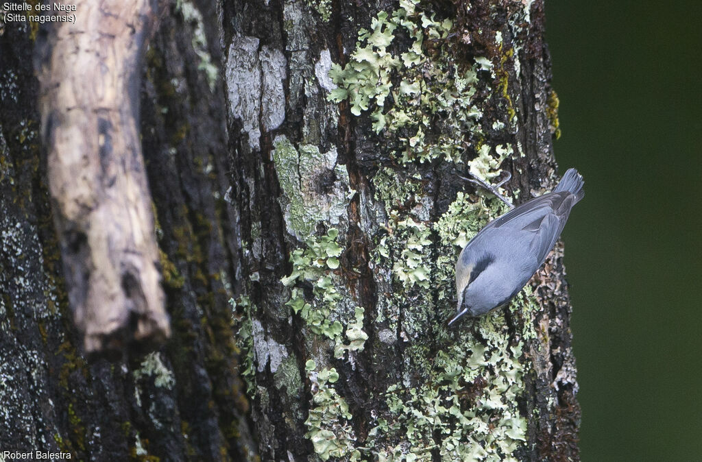 Chestnut-vented Nuthatch
