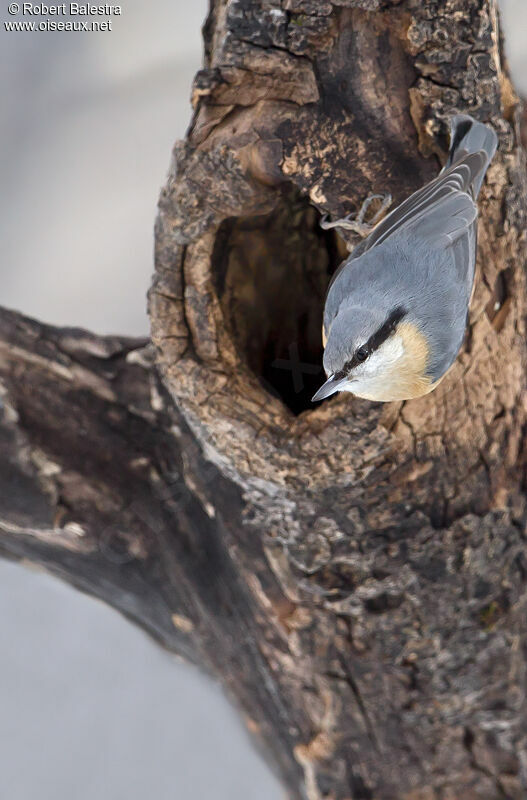 Eurasian Nuthatch